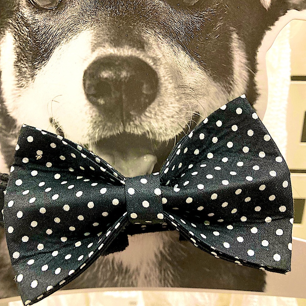 🐾Luxury Dog Collar with Bow Tie ~ Limited Edition ~ Pets ~ OSFM ~Host Pick x9 - Picture 2 of 15